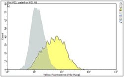 MR1, Mouse anti-Rat, Human, Mouse, Bovine, Clone: 26.5, Millipore Sigma